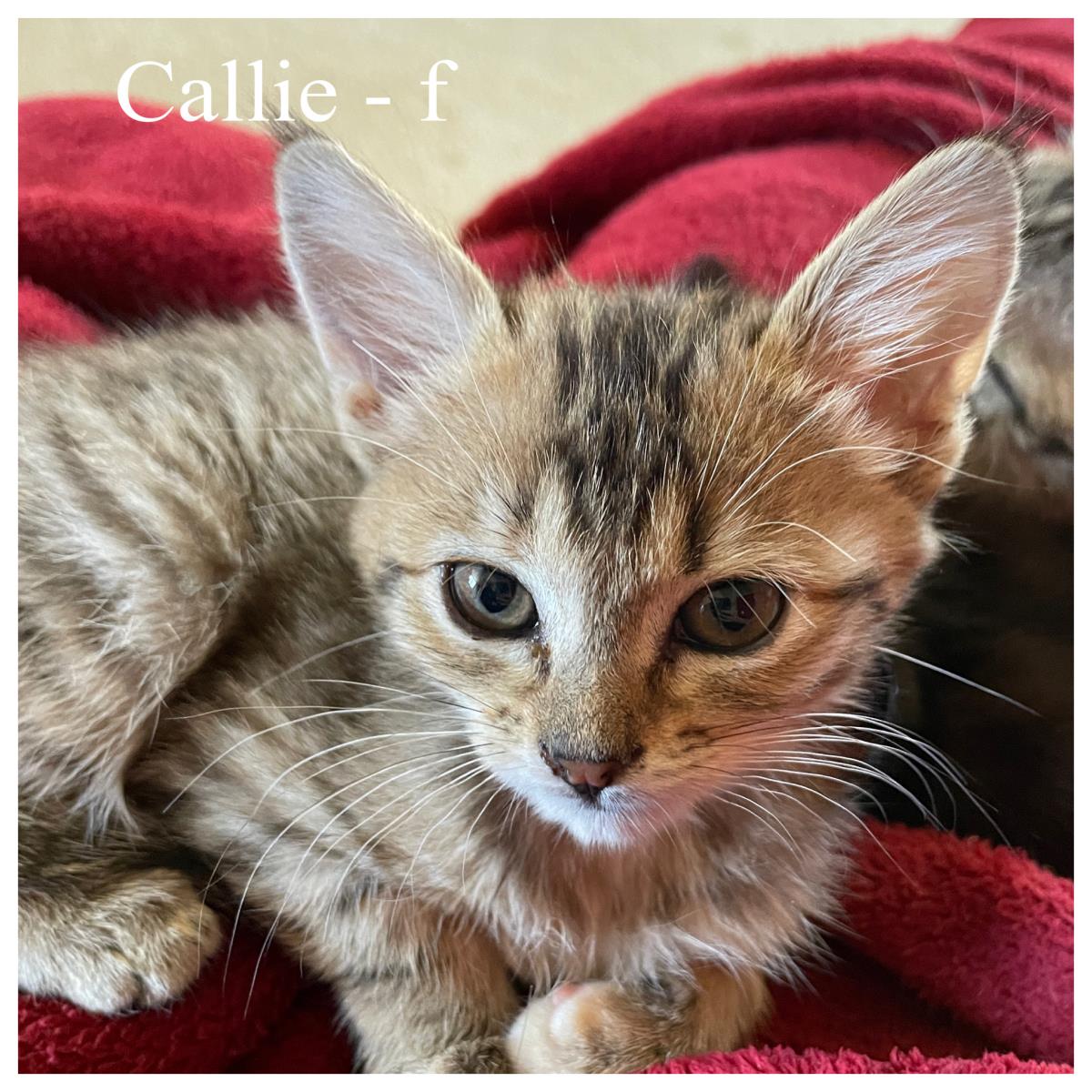  Callie