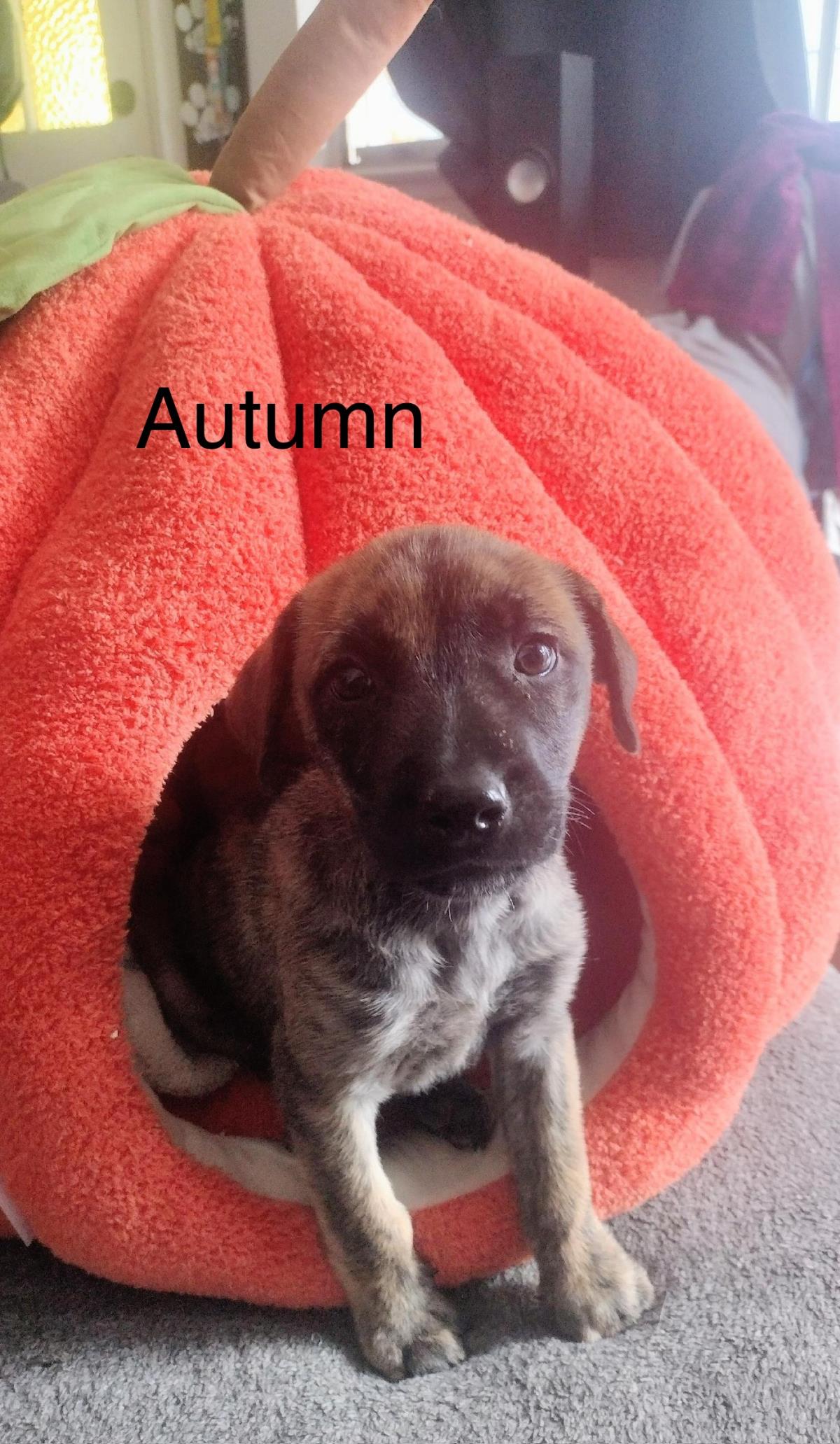 Autumn