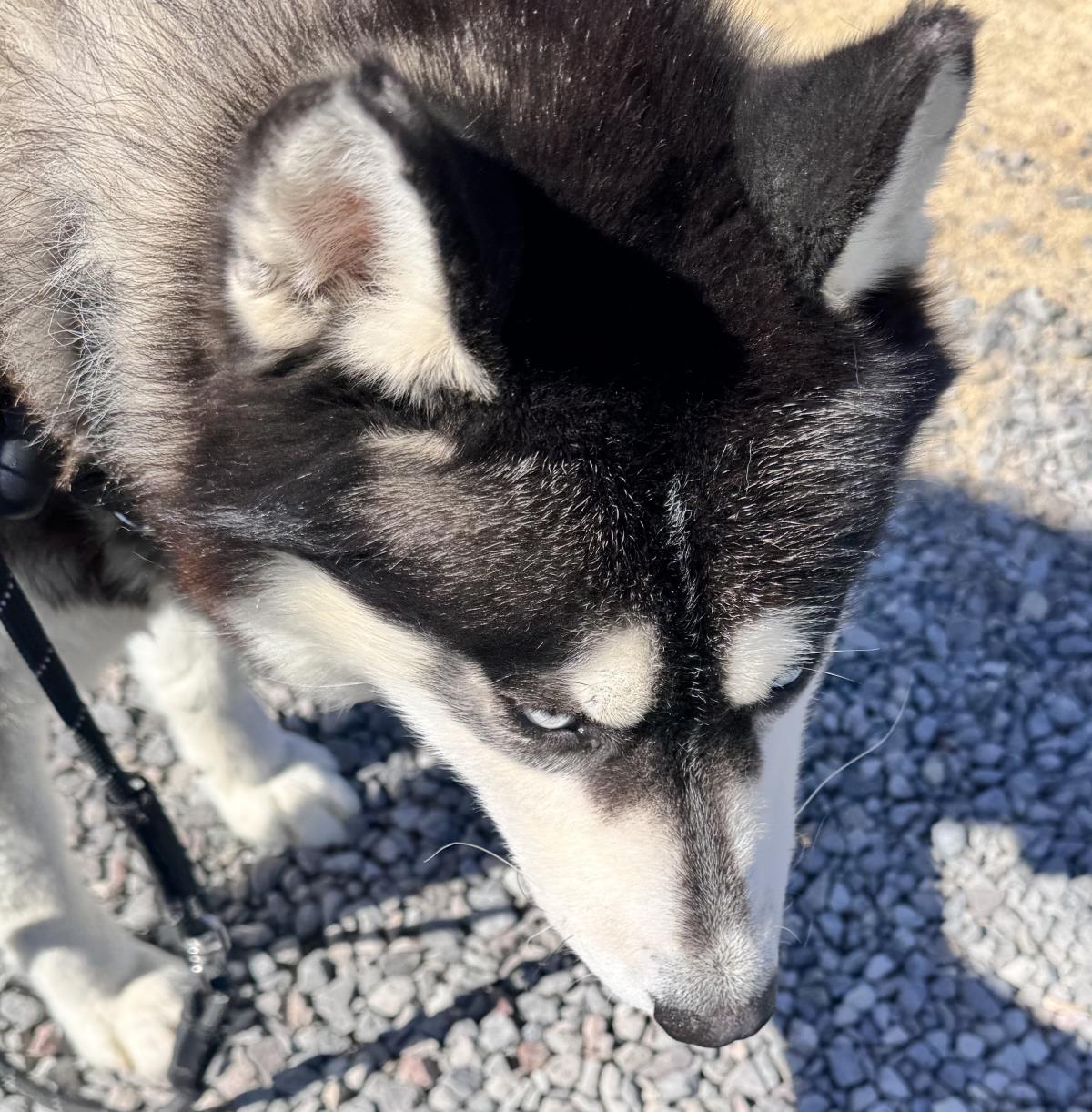  Balto