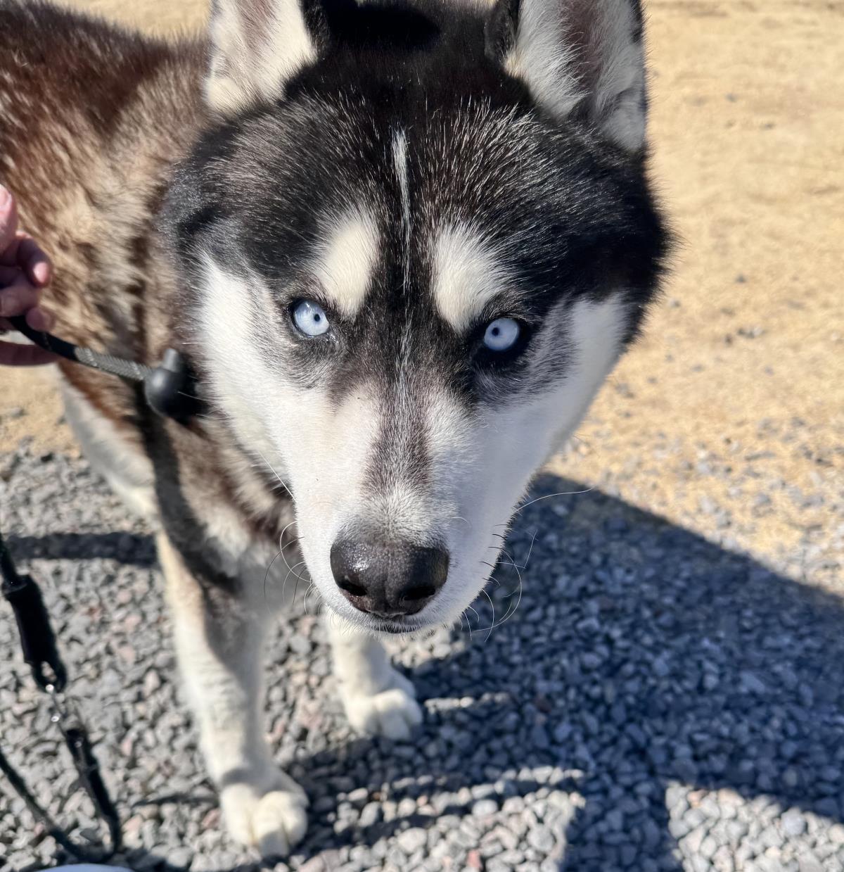  Balto