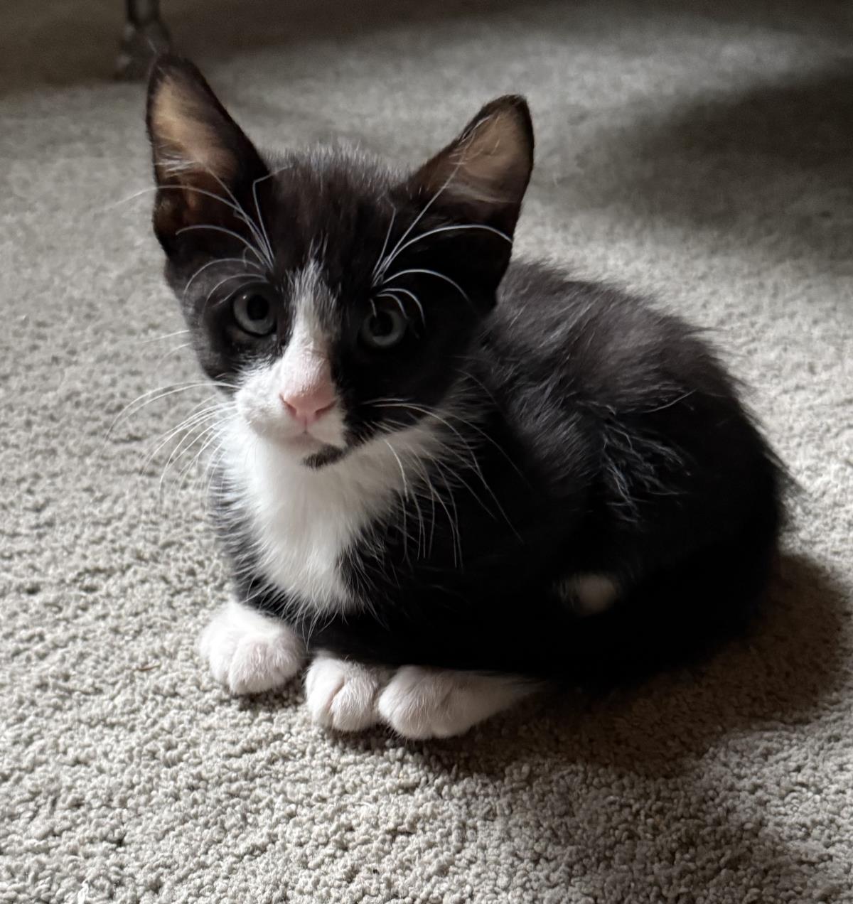  Bandit
