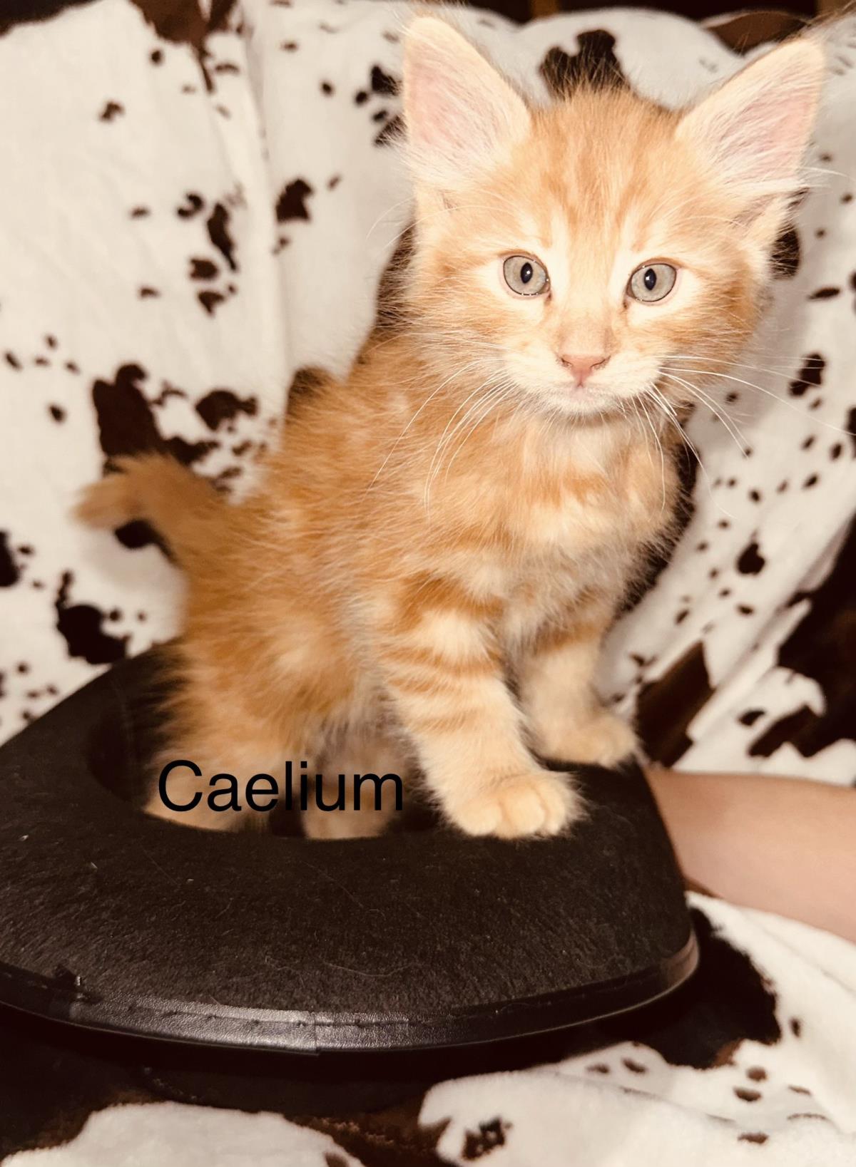  Caelium