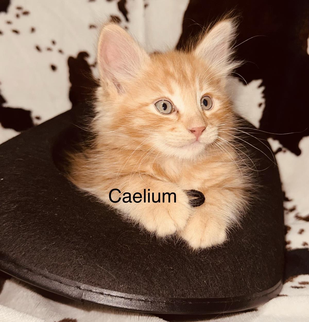  Caelium