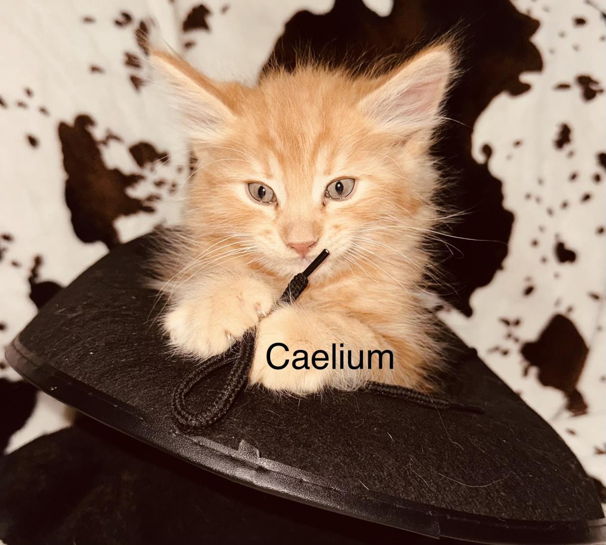  Caelium
