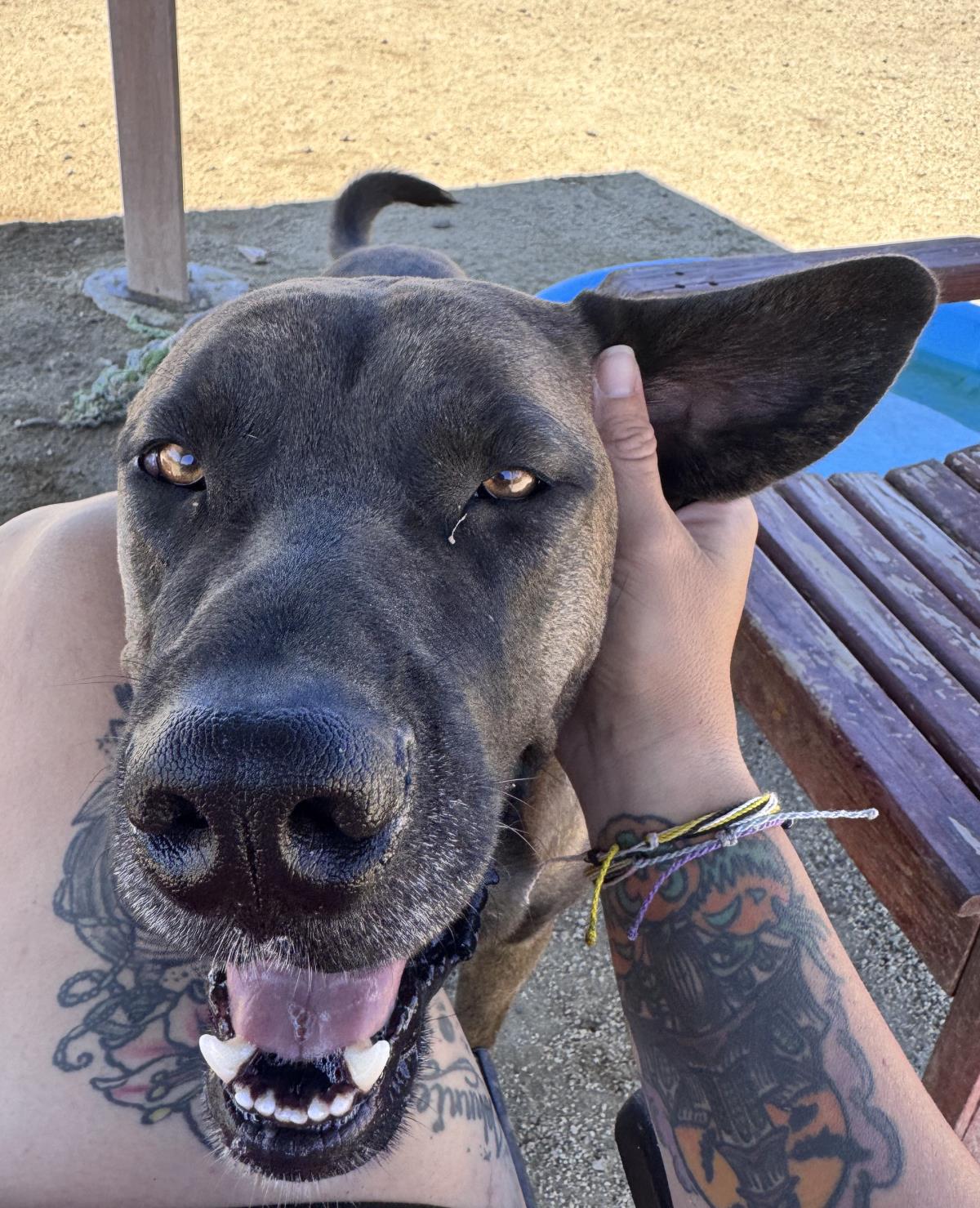  Dozer