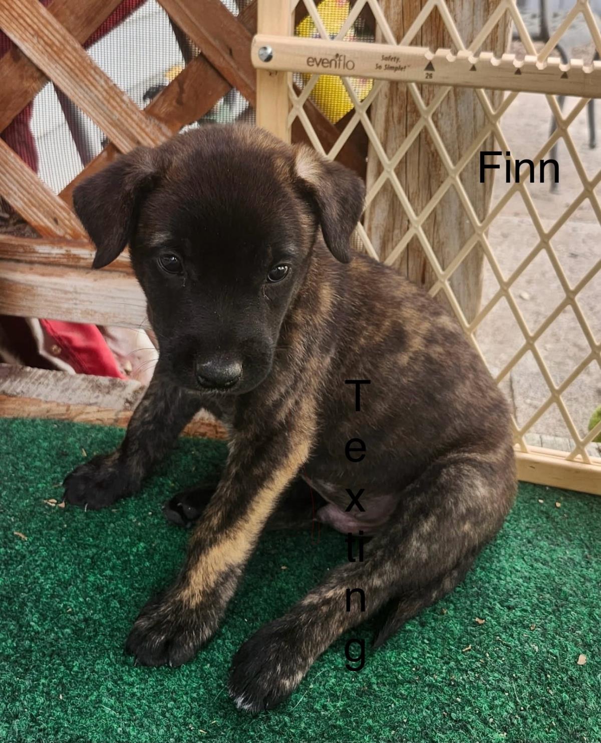 Finn