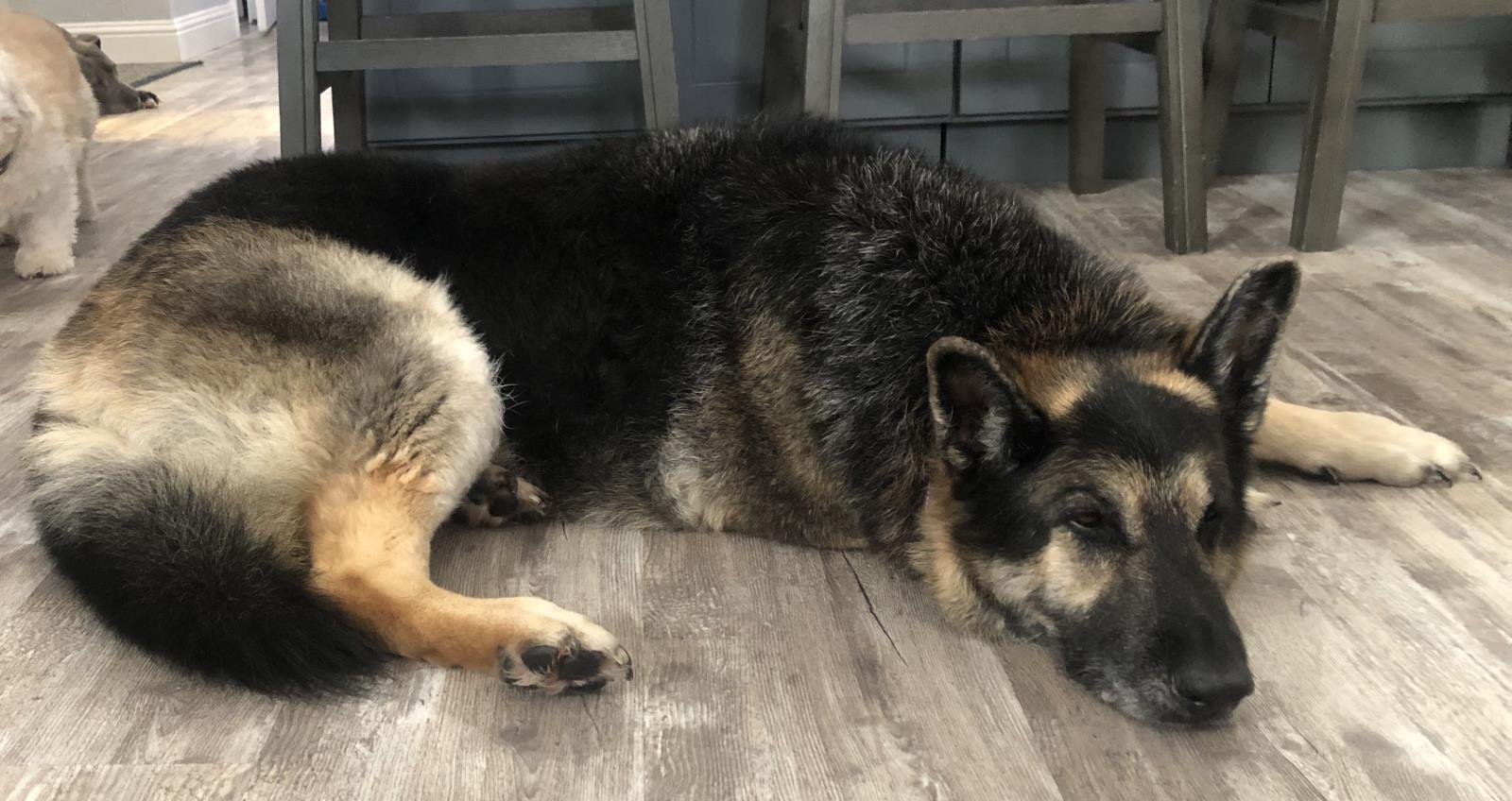 Wylie Animal Rescue Foundation