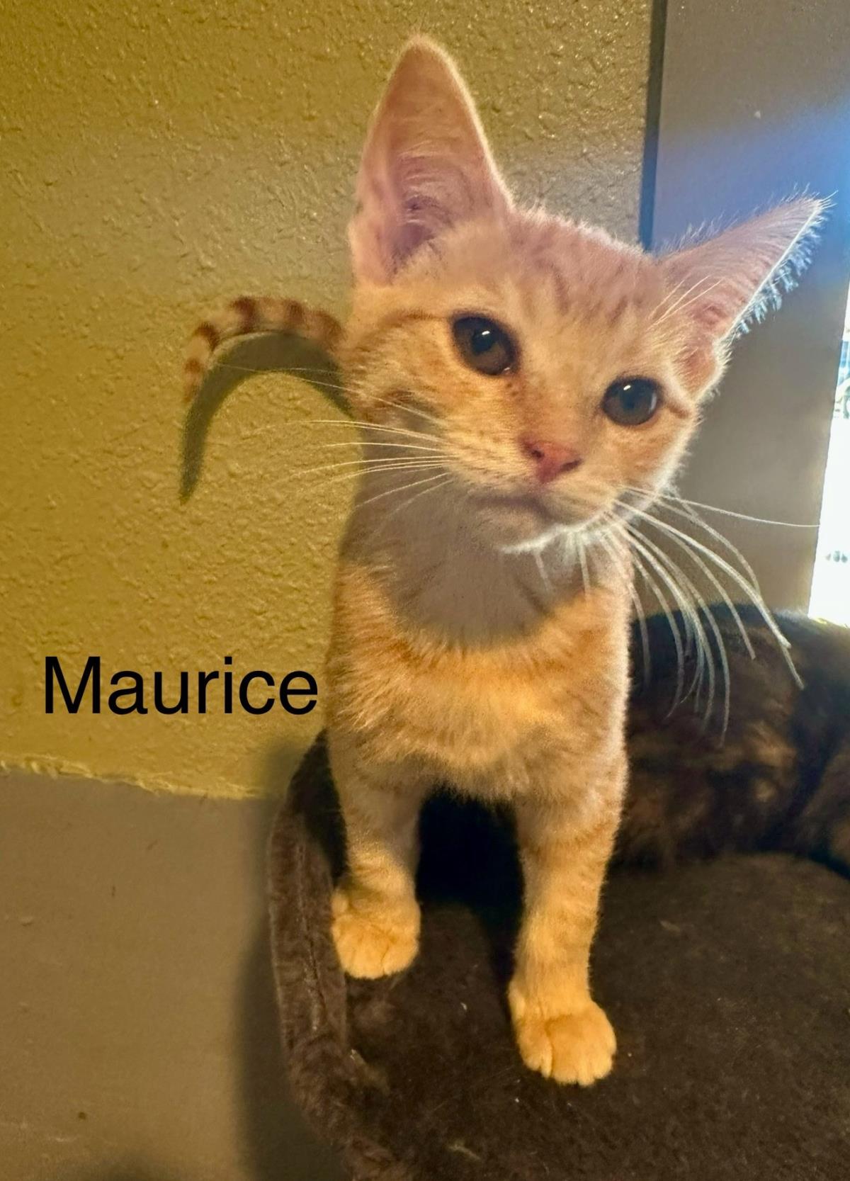  Maurice