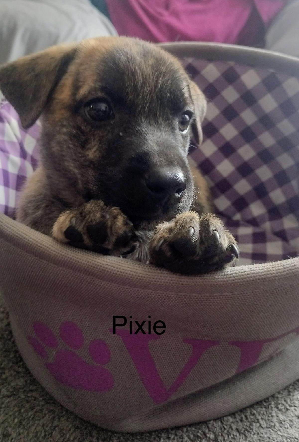 Pixie