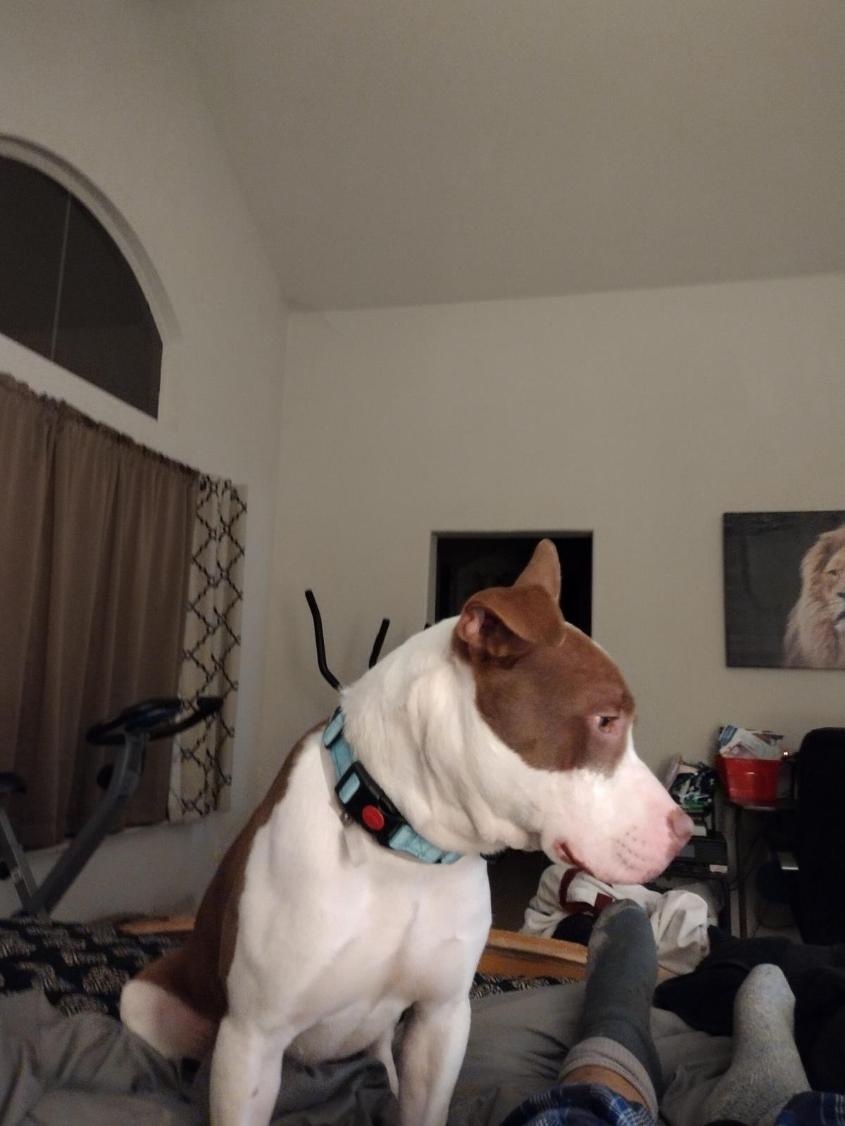  Seamus
