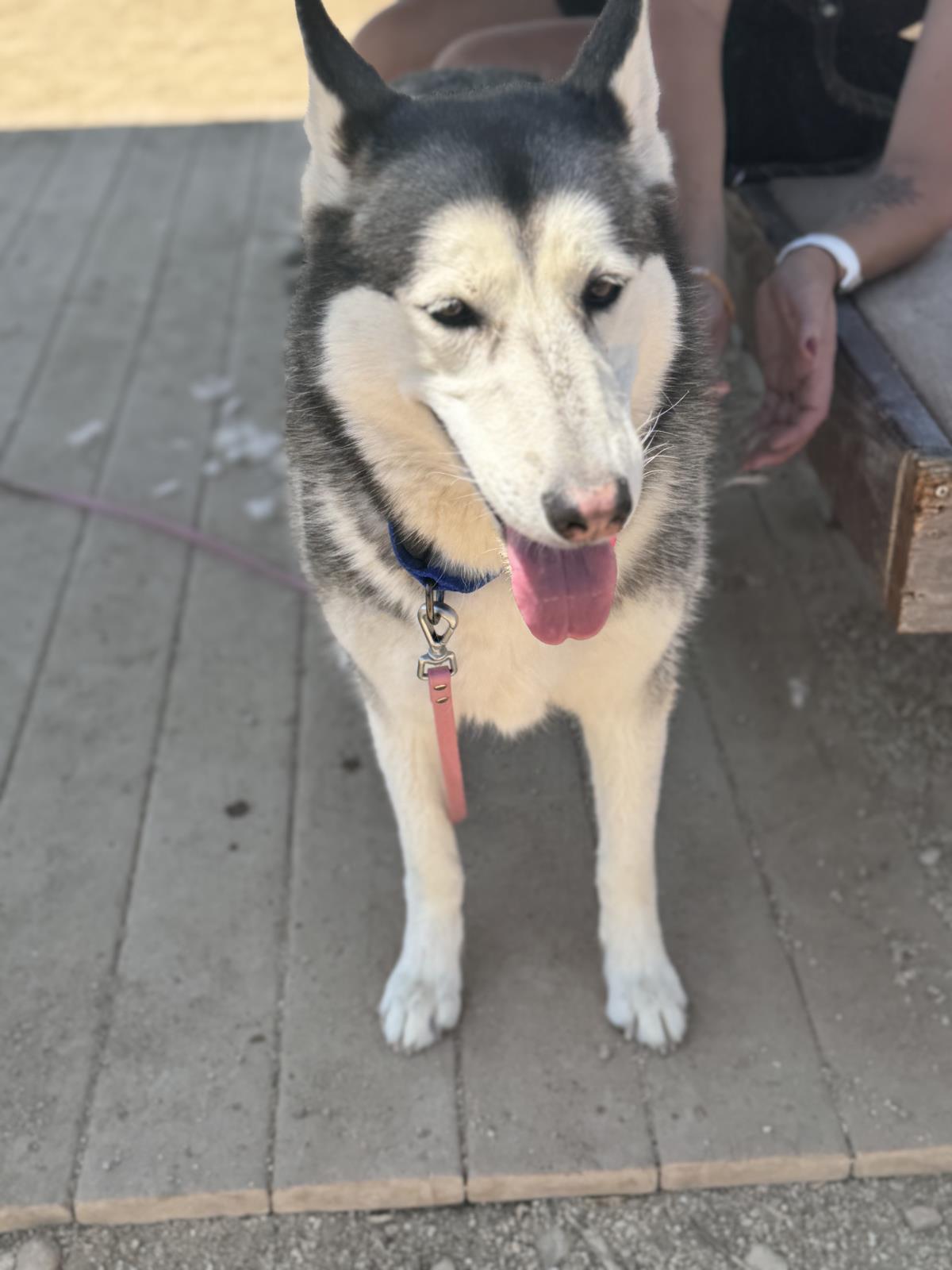  Sheila