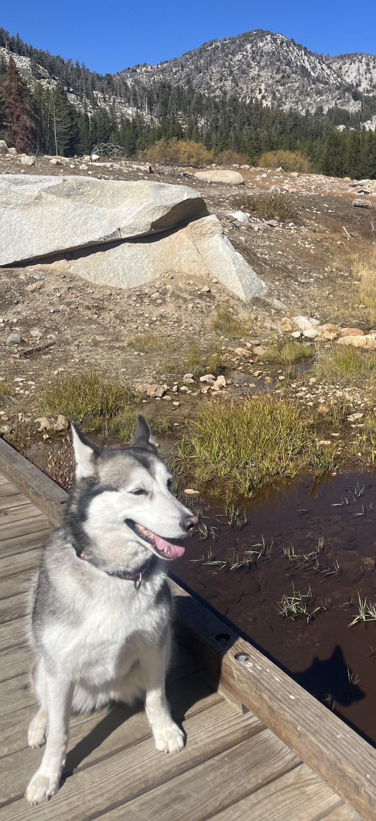Sheila