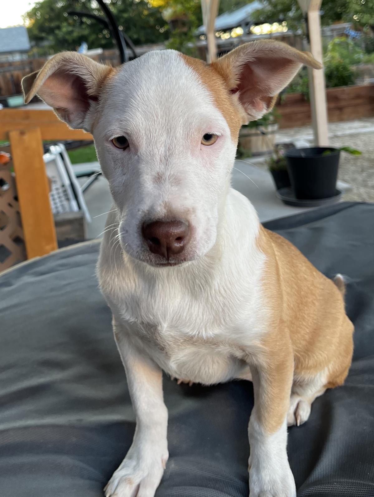  Spice Aka Pretty Girl