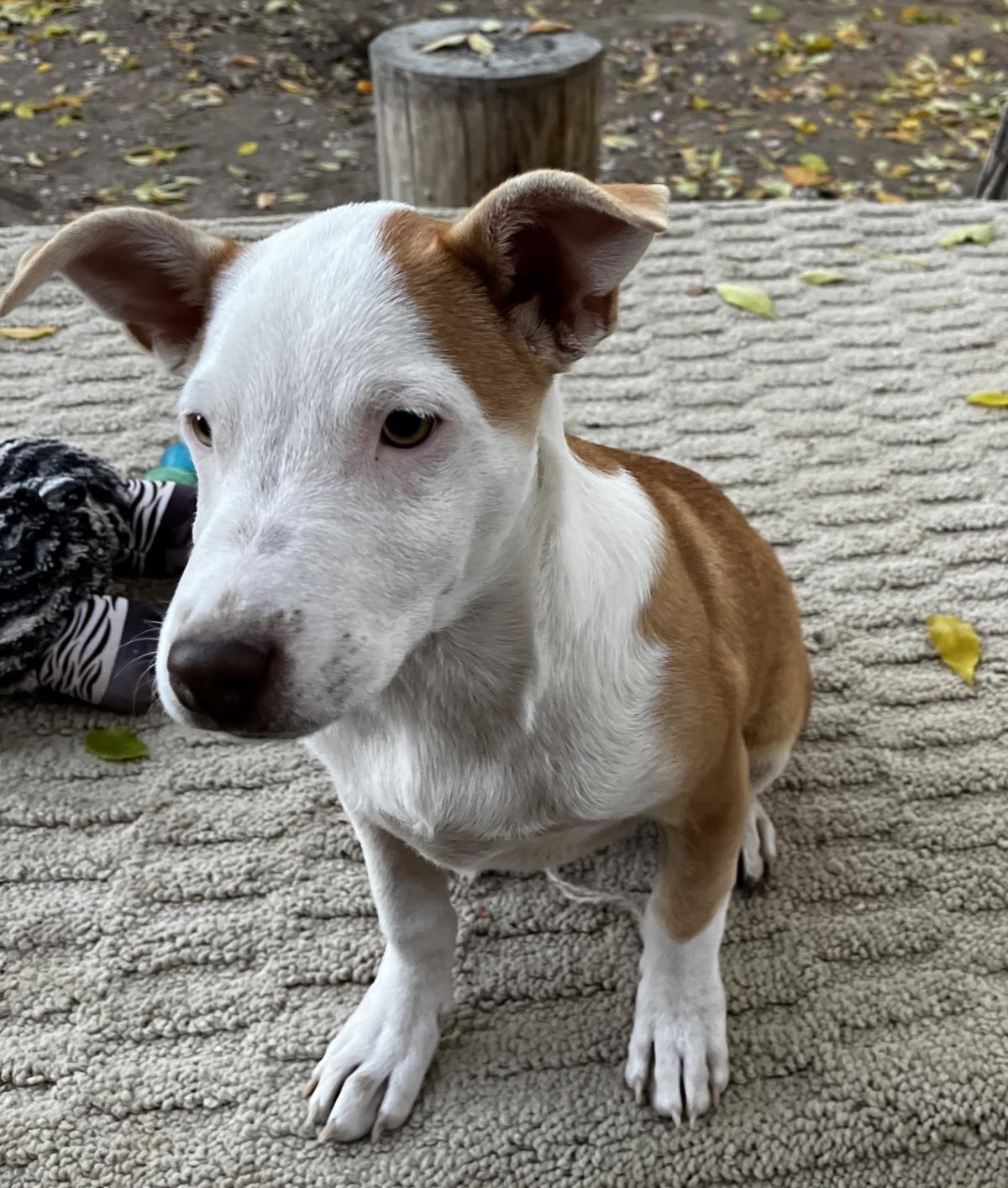  Spice Aka Pretty Girl