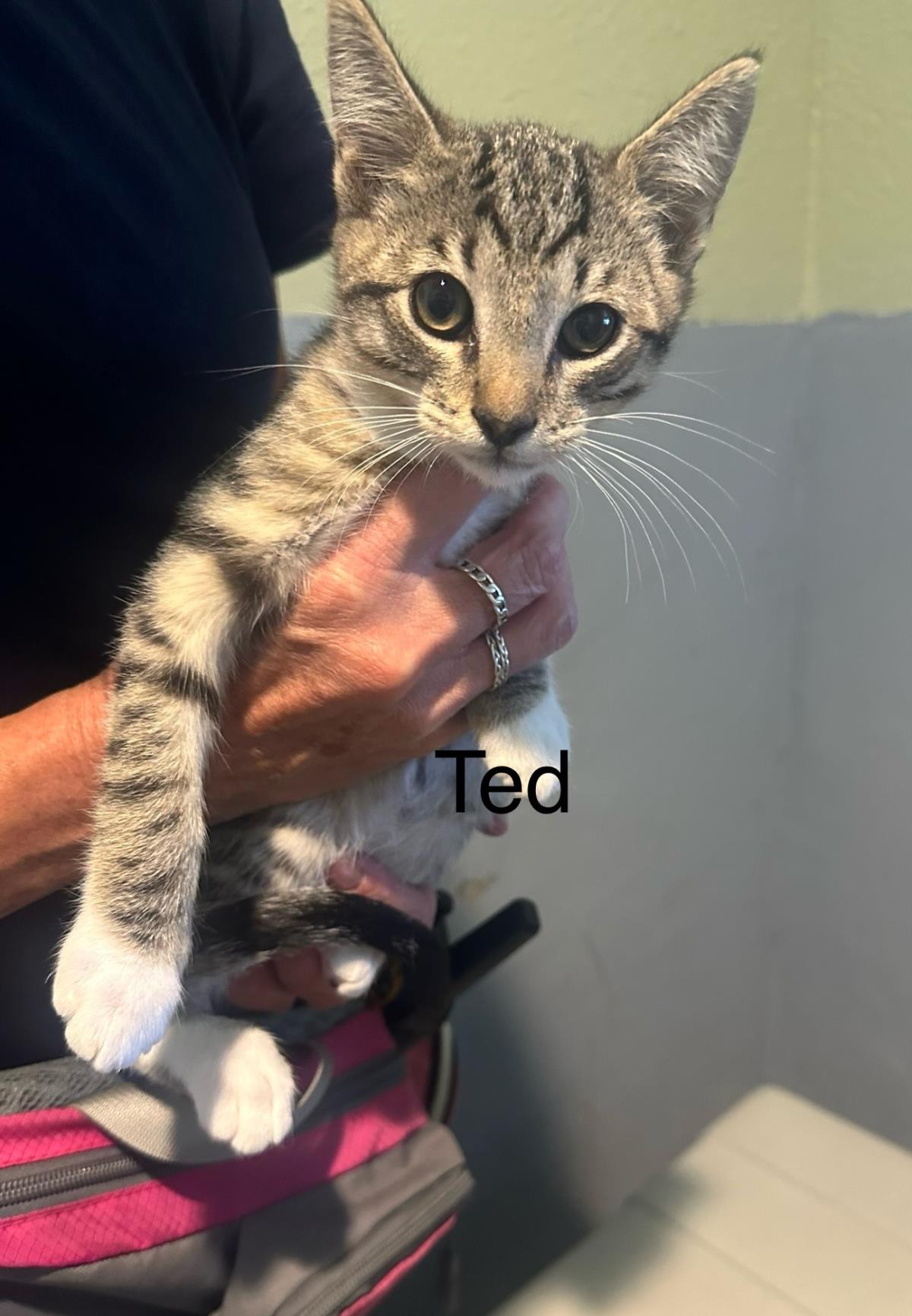 Ted