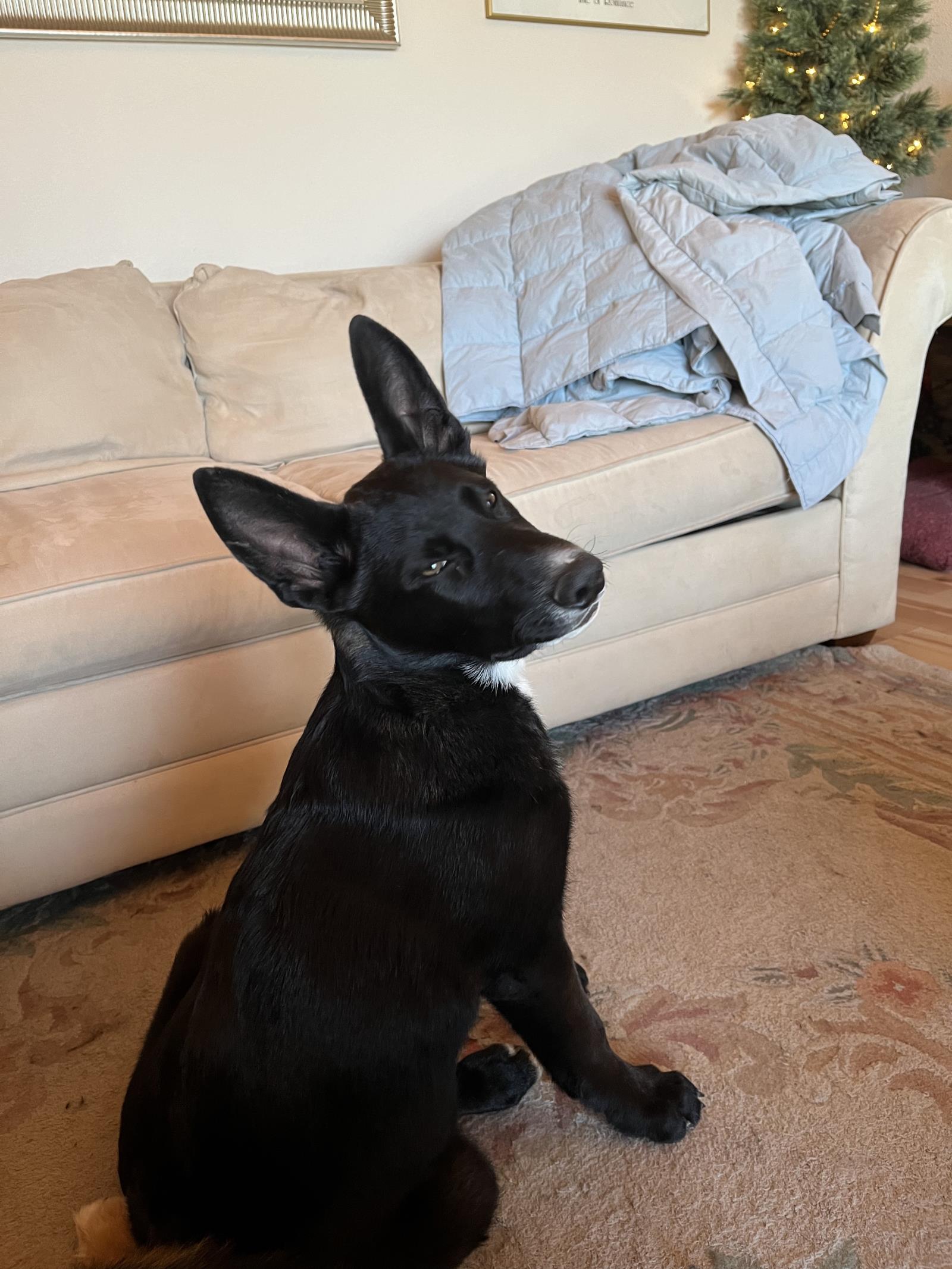 Wylie Animal Rescue Foundation